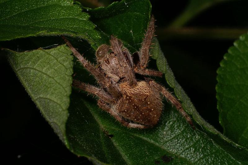 Eriophora_transmarina_D7817_Z_88_North Stradbroke island_Australie.jpg